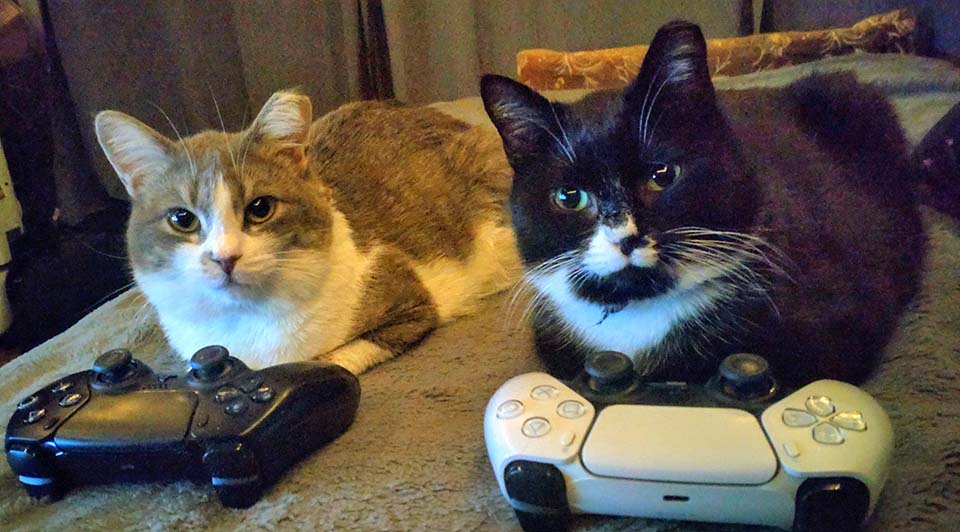 cats are waiting to recognize you